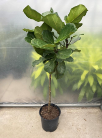 10" FICUS, LYRATA, STANDARD