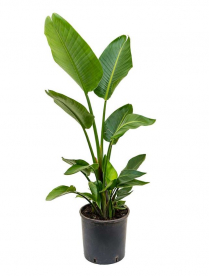 10" STRELITZIA, BIRD OF PARADISE, WHITE, 2PP