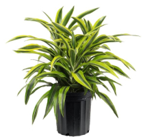 10" DRACAENA, LEMON LIME, CANE 3-2-1