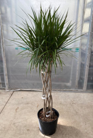 10" DRACAENA, MARGINATA OPEN WEAVE 5PP