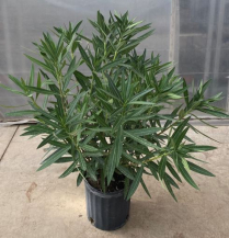 10" NERIUM OLEANDER, PINK