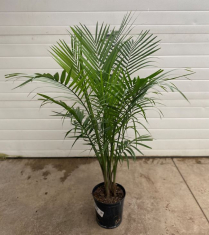 10" PALM, RAVENA ( NO EXPORT)