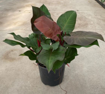 10" PHILODENDRON, MCCOLLEY'S FINALE