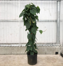 10" PHILODENDRON, CORDATUM, ON POLE