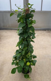 10" POTHOS, ON POLE