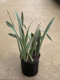 10" SANSEVIERIA, SAYURI