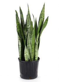 10" SANSEVIERIA, ZEYLANICA