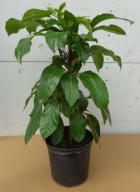 10" SCHEFFLERA AMATE BUSH, 3 PP