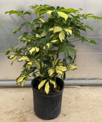 10" SCHEFFLERA, GOLD CAPELLA, BUSH