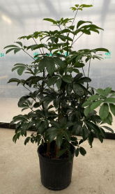 10" SCHEFFLERA, ARBORICOLA, GREEN, BUSH