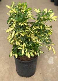 10" SCHEFFLERA, HAWAIIAN, TRINETTE