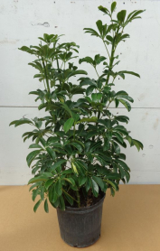 10" SCHEFFLERA, ARBORICOLA, BUSH