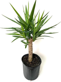 10" YUCCA CANE, 1PP