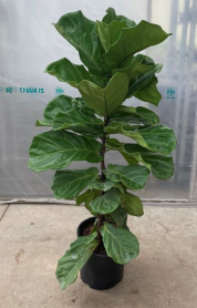 12" FICUS LYRATA BUSH