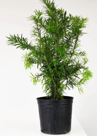 14" PODOCARPUS MAKI BUSH