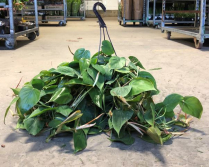 6" HB PHILODENDRON BRAZIL