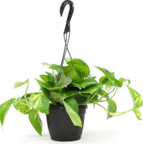 6" HB POTHOS, PEARLS & JADE