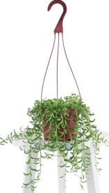 7.5" HB STRING OF BEANS