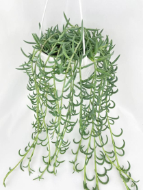7.5" HB STRING OF FISH HOOK