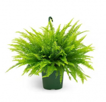 8" HB BOSTON FERN