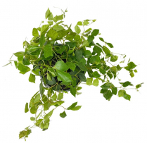 8" HB GRAPE IVY