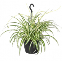 10" HB SPIDER PLANT