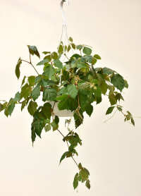 10" HB GRAPE IVY