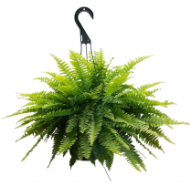 10" HB BOSTON FERN, LARGE