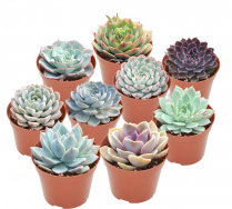 4" ECHEVERIA, LARGE, ASSORTED