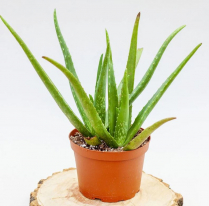 6" ALOE VERA, LARGE