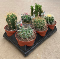 6" CACTUS, ASSORTED (NO EXPORT)
