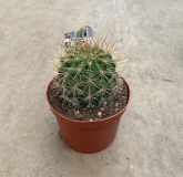 6" CACTUS, ASSORTED (NO EXPORT)