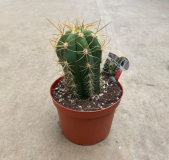 6" CACTUS, ASSORTED (NO EXPORT)