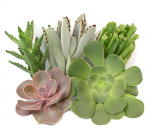 6" SUCCULENTS, ASSORTED