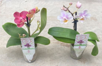 2.5" PHALAENOPSIS, ASSORTED