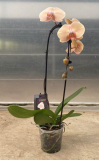 5" PHAL, CASCADE, ASSORTED