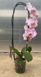 5" PHAL, CASCADE, ASSORTED