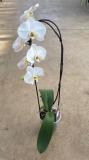 5" PHAL, CASCADE, ASSORTED