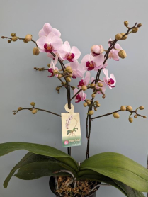 6" PHAL, MINI, 2ST, PINK/ RED CTR (M683)