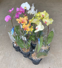 6" PHAL, 9+ BLM, ASSORTED