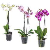 6" PHAL, REG, 2ST, ASSORTED