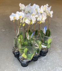 6" PHAL, REG, 2ST, WHITE