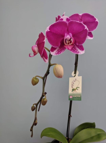 6" PHAL, LRG, 9+ BLM, WF, PURP/PINK EDGE (M960)