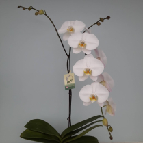 6" PHAL, LRG, MULTI, WF, WHITE (M168)