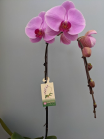 6" PHAL, LRG, MULTI, WF, PINK/RED CTR (M218)