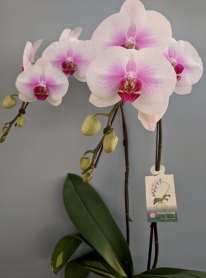 6" PHAL, LRG, MULTI, WF, WHITE/ PURPLE CTR (M1058)