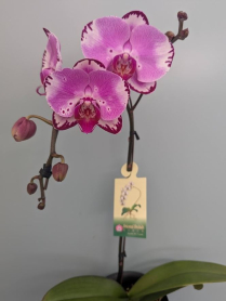 6" PHAL, LRG, MULTI, WF, PINK W/ BURG W/WHITE (M913)