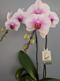 6" PHAL, LRG, 2ST, WF, WHITE/ PURPLE CTR (M1058)