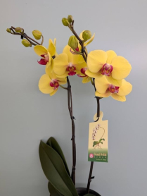 6" PHAL, LRG, 2ST, WF, YELL W/RED CTR (M705)
