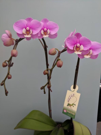 6" PHAL, LRG, 2ST, WF, PINK W/ WHITE CTR (M229)